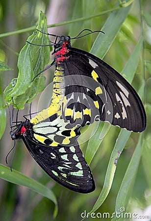 Detailed closeup of a pair of Common Birdwing Troides Helena butterflies mating. Stock Photo