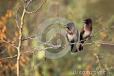 The pair common bulbul Pycnonotus barbatus sitting on thorny twig with open beaks with green background Stock Photo