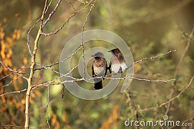 The pair common bulbul Pycnonotus barbatus sitting on thorny twig. Pair of passerines sitting on the branch with green Stock Photo