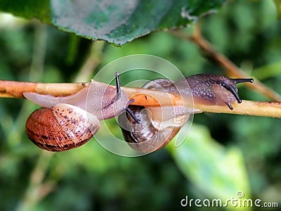 Pair of Common garden snails Stock Photo