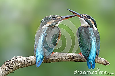 Pair Common kingfisher Alcedo atthis turquoise birds perching on wooden together while fighting for fish in stream, Stock Photo