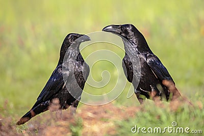 Pair Common Raven gleaming in sunny weather Stock Photo