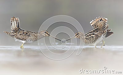 Pair of Common Snipe in love Stock Photo