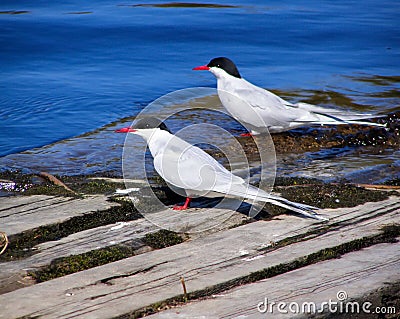 Pair of common Terns Stock Photo