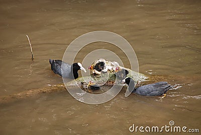 Pair of coots with chicks Stock Photo
