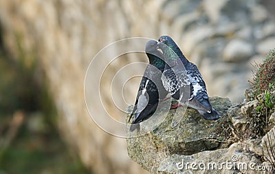 A pair of courting Feral Pigeons Columba livia perched on the edge of a cliff. Stock Photo