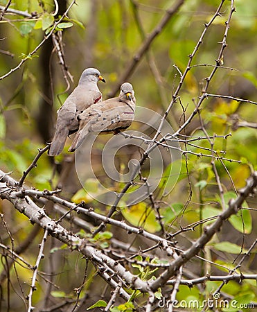 Pair of the Croaking Ground Dove Stock Photo