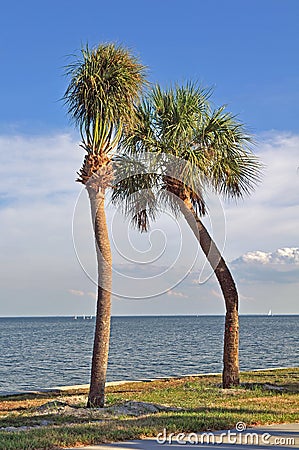 Pair of crooked palm trees Stock Photo