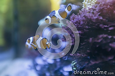 Pair of cute clownfish swimming on a fish tank Stock Photo