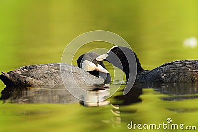 Pair of cute common coots Stock Photo