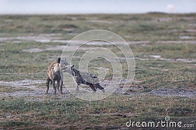 Pair of cute little hyenas playing together in a gloomy field in the Amboseli National Park in Kenya Stock Photo