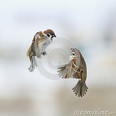 A pair of cute little Sparrow birds fly in the winter sky next a Stock Photo