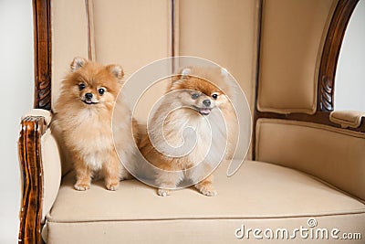 Pair of cute Spitz dogs sitting on the wedding throne Stock Photo