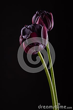 Pair dark purple tulips in backlight on black background Stock Photo