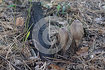 A pair of dark young parasol mushroom with a distinctive ovoid u Stock Photo