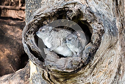 A pair of Dassies in a tree Stock Photo