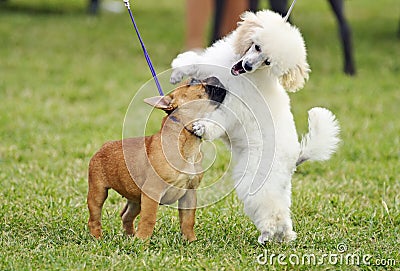 A pair of different breed pedigree playful puppy dogs playing together Stock Photo