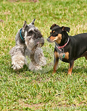 Pair of dogs meeting each other Stock Photo