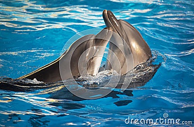 Pair of dolphins dancing Stock Photo