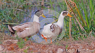 Pair of domestic ducks, bird, natural, nature, wallpaper Stock Photo