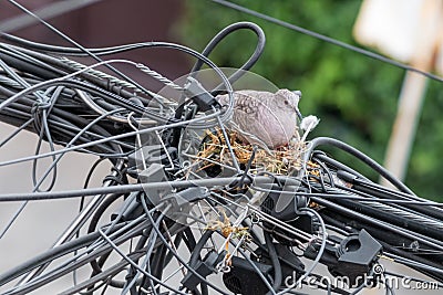 Pair of dove birds making their nest in some light cables Stock Photo