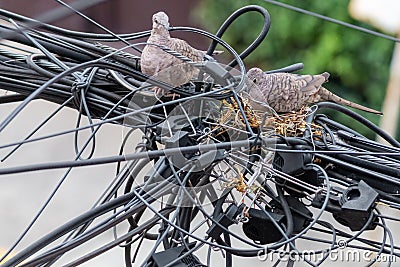 Pair of dove birds making their nest in some light cables Stock Photo