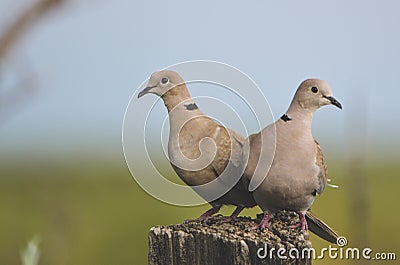 Pair of Doves Stock Photo