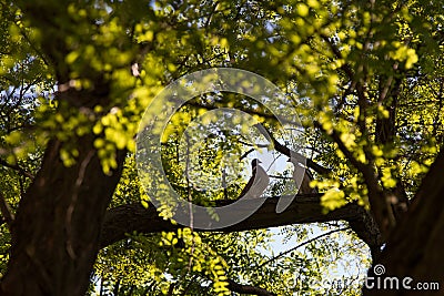 Pair of doves in a tree Stock Photo