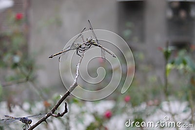 a pair of dragonflies perched on a branch with a natural background Stock Photo