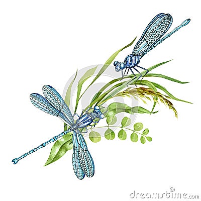 Pair of dragonflies and wild meadow grass. Two elegant insects and summer herbs. Watercolor illustration. Dragonfly side Cartoon Illustration