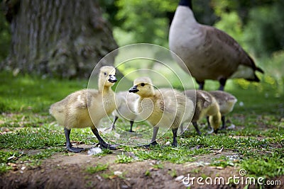 A pair of duckling on the grass Stock Photo