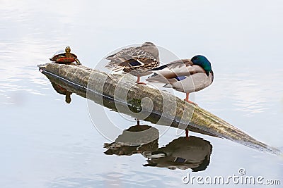 Pair of ducks and turtle on the autumn river Stock Photo