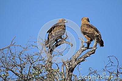 A pair of Eagles Stock Photo