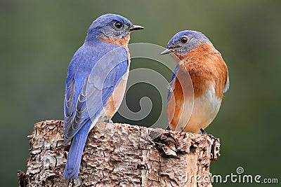 Pair of Eastern Bluebird Stock Photo