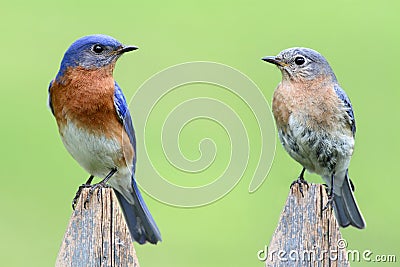 Pair of Eastern Bluebird Stock Photo