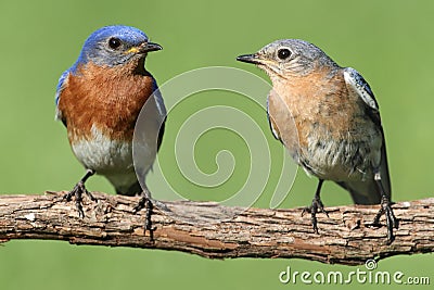 Pair of Eastern Bluebird Stock Photo
