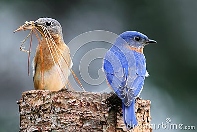 Pair of Eastern Bluebirds Stock Photo
