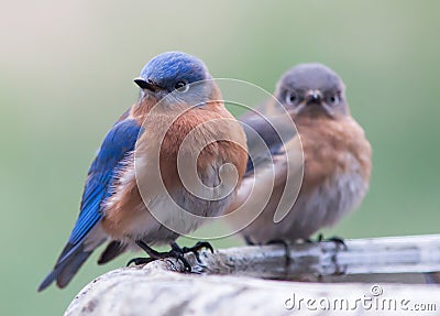 A pair of eastern bluebirds Stock Photo