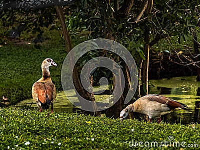 Pair of Egyptian Geese by a Pond Stock Photo