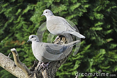 Pair of Eurasian collared dove Stock Photo