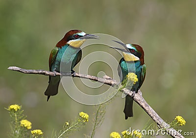 A pair of an european bee eaters Stock Photo