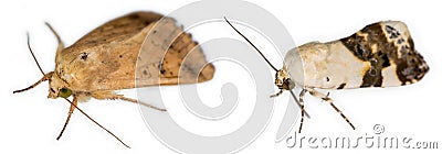 A pair of european moths isolated over white background Stock Photo