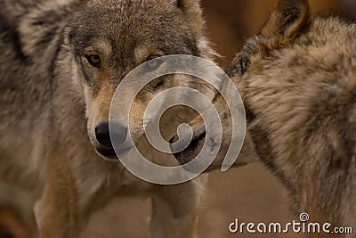 A pair of European Wolves Stock Photo