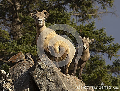 Pair of Ewe Bighorn Sheep on rocks Stock Photo