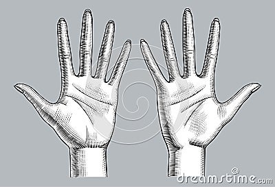 Pair of female hands palm up with open fingers Vector Illustration
