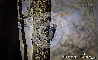 Pair female and male black woodpecker on the old tree branch, isolated, natural environment, close up, Dryocopus martius Stock Photo