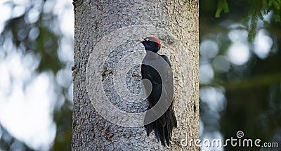 pair female and male black woodpecker on the old tree branch Stock Photo