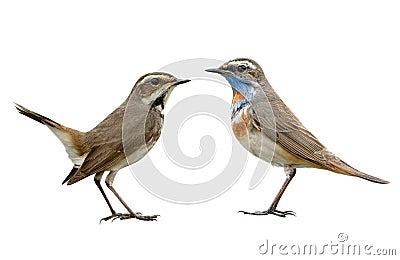 pair female and male of Bluethroat lovely migration bird to Thailand and asia in winter with different in neck and chest plumage Stock Photo