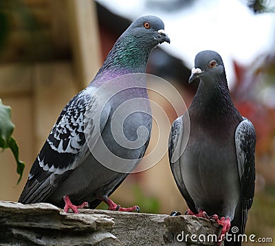 Pair of feral pigeons in urban house garden. Stock Photo
