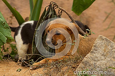 A pair of feral puppies Stock Photo